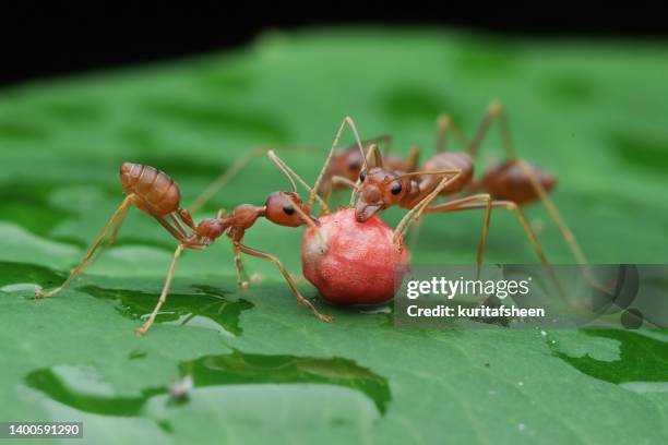 three weaver ants on a wet leaf eating a berry, indonesia - weberameise stock-fotos und bilder