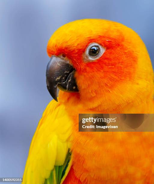 close-up portrait of a sun conure parrot, australia - sun conure stock pictures, royalty-free photos & images