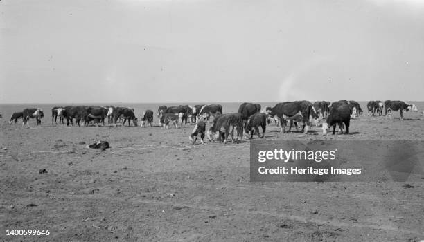 Ideal grazing conditions are afforded by this area if it is properly utilized. Overgrazing has depleted natural forage until feeding scenes like this...