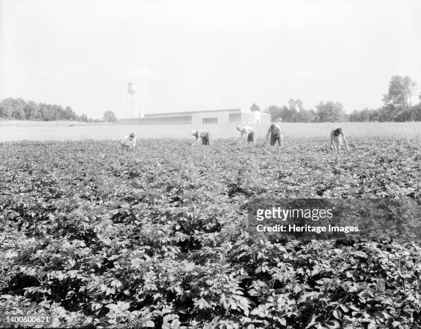 Hightstown, New Jersey. Factory and field, both to be run on cooperative basis by resettled families at Hightstown. The men are working in the potato...