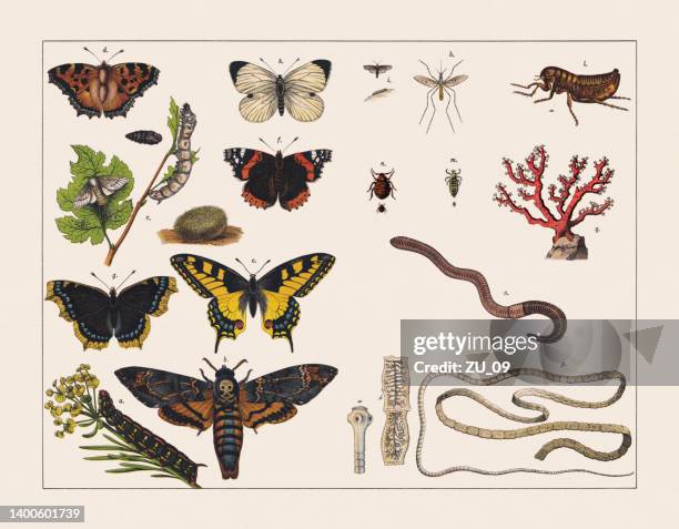 verschiedene wirbellose tiere (insekten, würmer, korallen), chromolithographie, veröffentlicht 1891 - wurm stock-grafiken, -clipart, -cartoons und -symbole