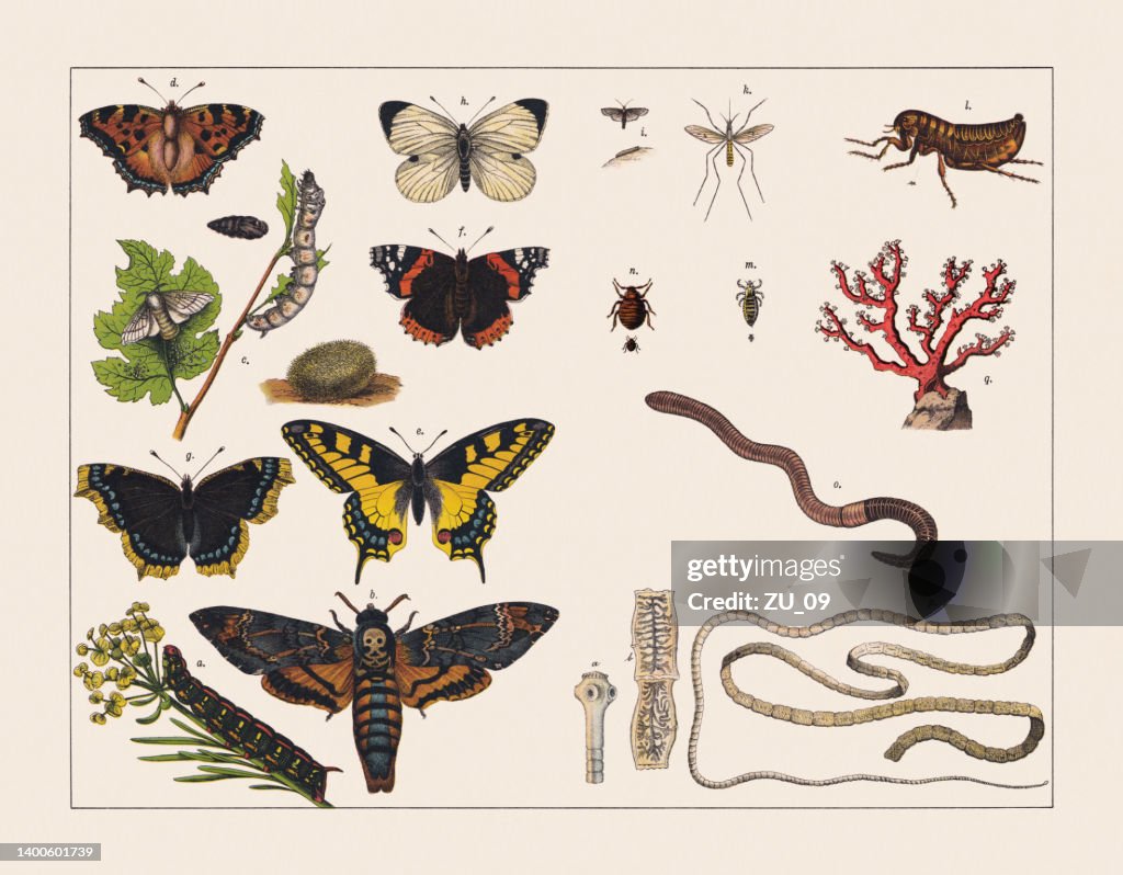 Various invertebrates (insects, worms, corals), chromolithograph, published in 1891