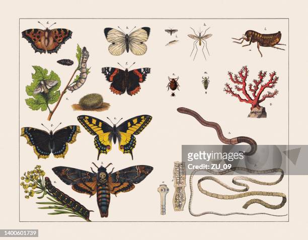 various invertebrates (insects, worms, corals), chromolithograph, published in 1891 - silkworm cocoon stock illustrations
