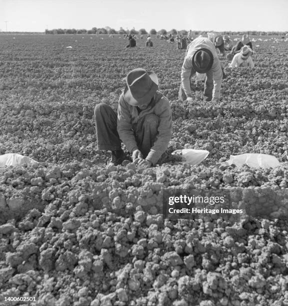 The kind of work drought refugees and Mexicans do in the Imperial Valley, California. Planting cantaloupe. Artist Dorothea Lange.