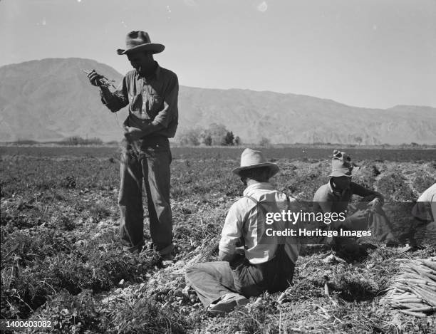 Some of the carrot pullers in the Coachella Valley. There are one hundred people in this field coming from Mexico, Texas, Oklahoma, Arkansas and...