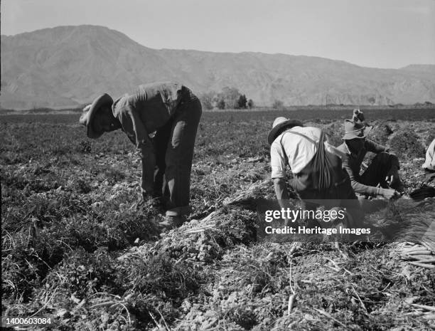 Some of the carrot pickers in the Coachella Valley. There are one hundred people in this field coming from Texas, Oklahoma, Arkansas, Missouri and...