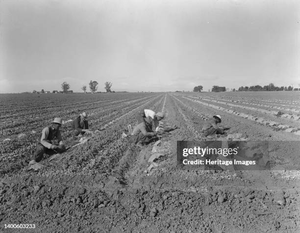 Mexican gang of migratory laborers under a Japanese field boss. These men are thinning and weeding cantaloupe plants. Wages thirty cents an hour....