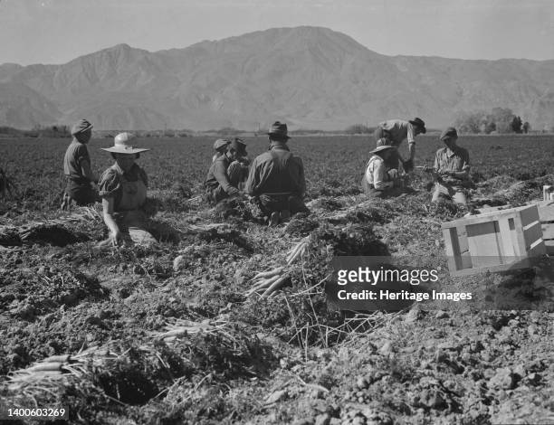 Carrot pullers from Texas, Oklahoma, Missouri, Arkansas and Mexico. Coachella Valley, California. "We come from all states and we can't make a dollar...
