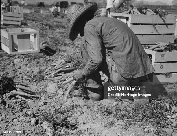 One of the hundred carrot pullers in this field in the Coachella Valley, California. Artist Dorothea Lange.