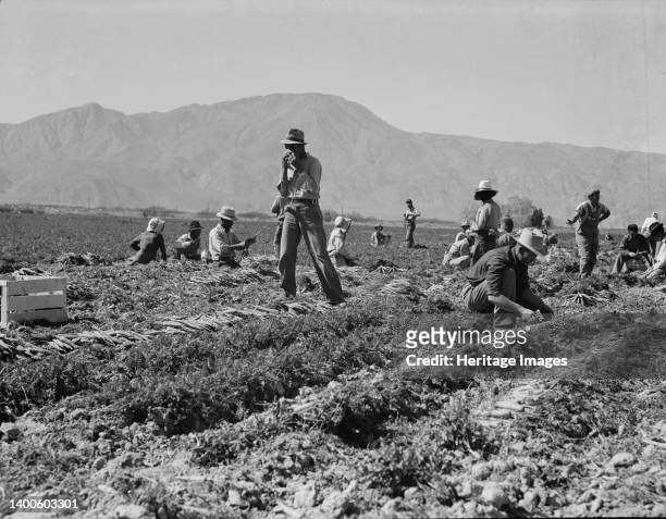 Coachella Valley, California. Carrot pullers from Texas, Oklahoma, Arkansas, Missouri and Mexico. "We come from all states, and we can't make a...