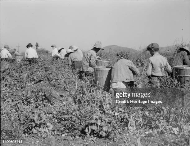 Picking peas near Nipomo, California. Wages: twenty-two cents a hamper. Artist Dorothea Lange.