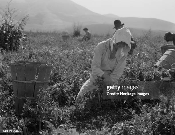 Migratory workers harvesting peas near Nipomo, California. Artist Dorothea Lange.