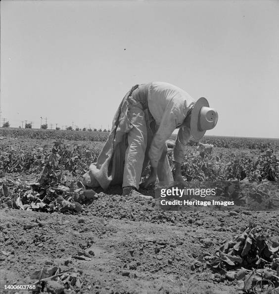 Migrant Agricultural Worker Picking Potatoes Near Shafter