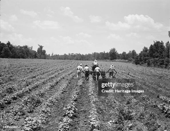 Delta Cooperative Farm