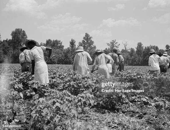 Cotton Hoers On The Mississippi Delta