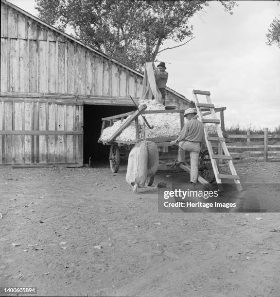 Emptying cotton after weighing. Small cotton farm. Kern County, California. Artist Dorothea Lange.