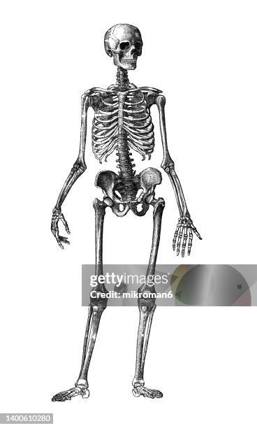 old engraved illustration of human skeleton - human bone stock pictures, royalty-free photos & images