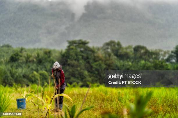 a man puts on a hat and puts a plastic bag over his head again. holding a hoe to plant trees the whole man was covered in mud and heavy rain and high mountains in the background. - person holding flowers with high energy stock-fotos und bilder