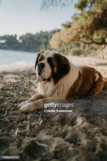 hund entspannt sich auf sand - bernhardiner stock-fotos und bilder