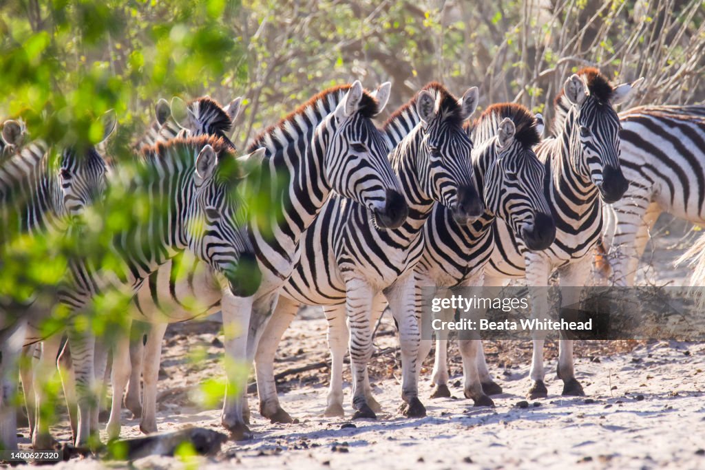 Great Zebra Migration; Makgadikgadi Pans National Park in Botswana