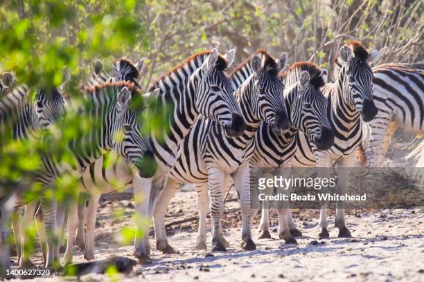 great zebra migration; makgadikgadi pans national park in botswana - zebra herd stock pictures, royalty-free photos & images