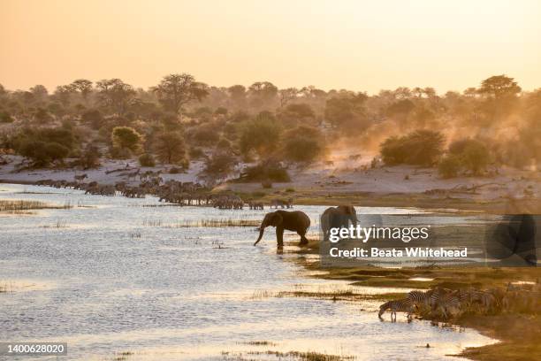 wildlife along the boteti river at sunset; makgadikgadi pans national park in botswana - botswana stock pictures, royalty-free photos & images