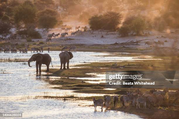 wildlife along the boteti river at sunset; makgadikgadi pans national park in botswana - okawangodelta stock-fotos und bilder