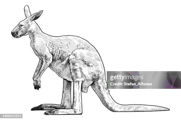 ilustrações de stock, clip art, desenhos animados e ícones de vector drawing of a kangaroo - canguru