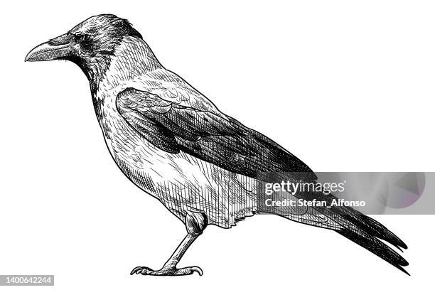 vector drawing of a hooded crow - hooded crow stock illustrations