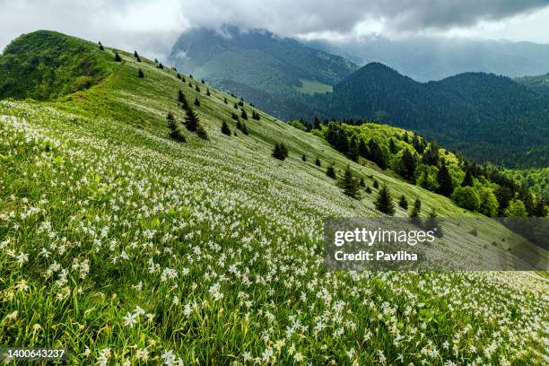daffodil narcissus in bloom on the golica mountain, gorenjska, julian alps, slovenia - julian alps stock pictures, royalty-free photos & images
