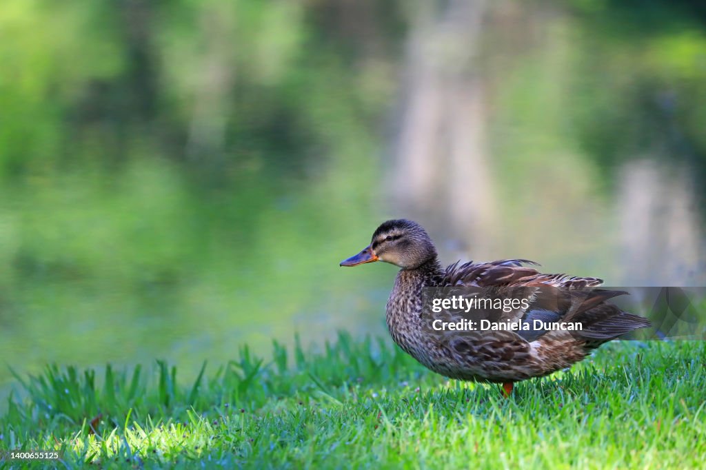 Female Mallard Duck High-Res Stock Photo - Getty Images