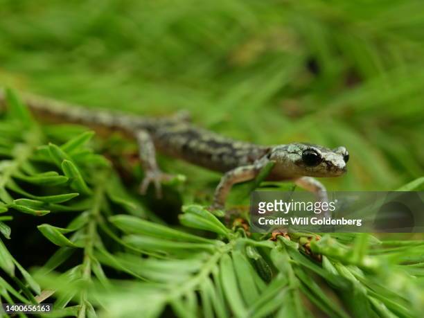 wandering salamander - salamandra fotografías e imágenes de stock