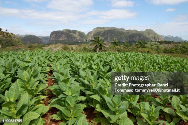 valle de viñales  tobacco farm - viñales cuba 個照片及圖片檔