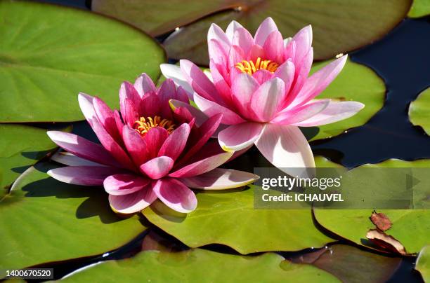 water lilies lake france - inzoomen stockfoto's en -beelden