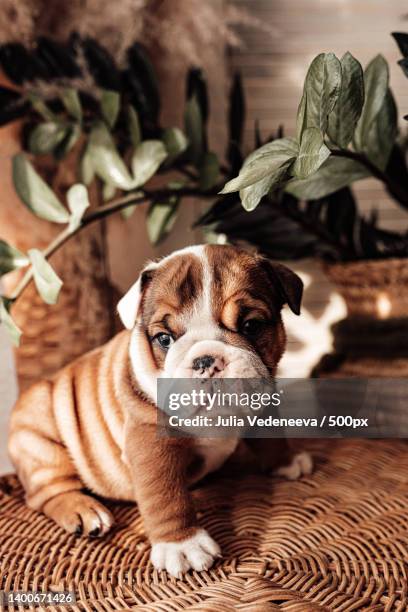 close-up of bulldog puppy sitting on pet bed at home - english bulldog stock pictures, royalty-free photos & images