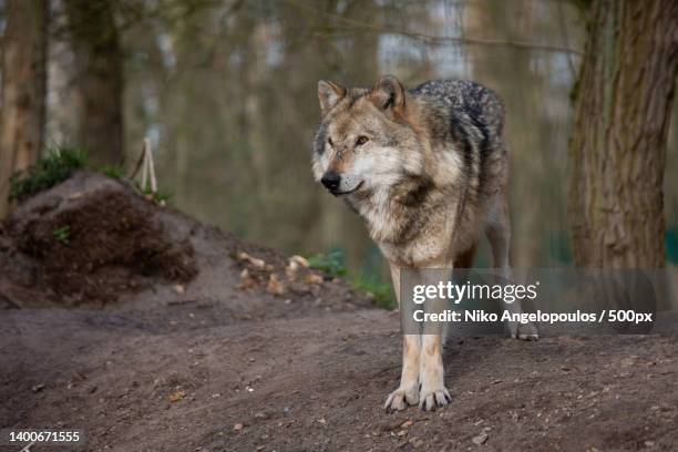 close-up of wolf standing on ground in forest,siegen,germany - wolf stockfoto's en -beelden