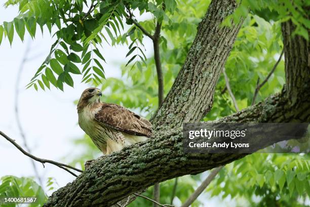 Red tailed hawk as seen on the course during the first round of the Memorial Tournament presented by Workday at Muirfield Village Golf Club on June...