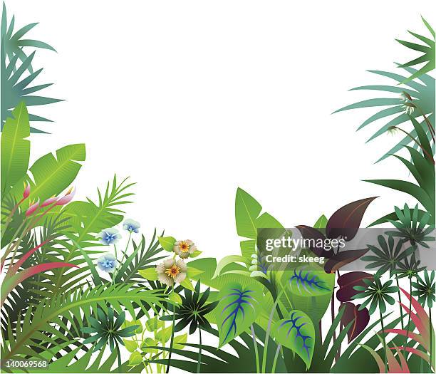 illustrations, cliparts, dessins animés et icônes de bordure de la jungle - plante tropicale