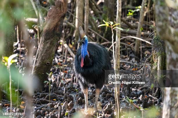 cassowary, daintree rainforest, queensland - cassowary stock pictures, royalty-free photos & images
