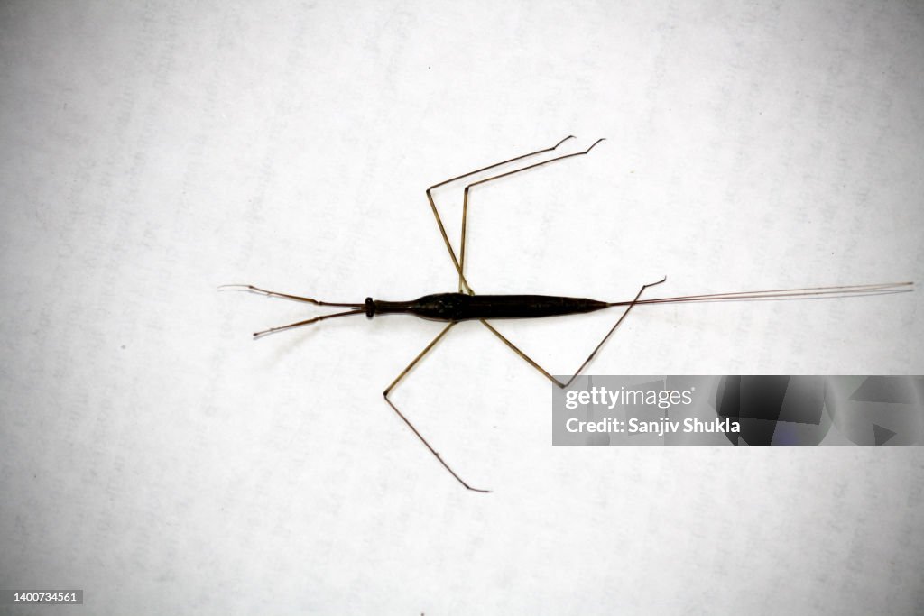 Desh Insect Indian Stick Insect Being Devoured By Ants Pix Sshukla High-Res Stock ...