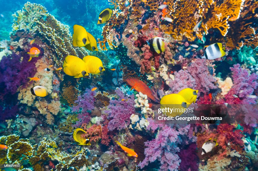 Coral reef scenery