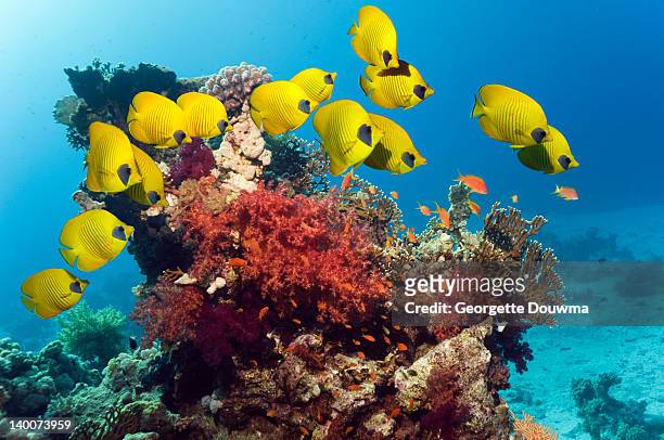 golden butterflyfish over coral reef - butterflyfish fotografías e imágenes de stock