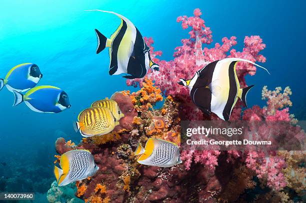 tropical reef fish with soft corals - doktorfisch stock-fotos und bilder