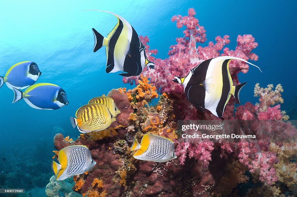 Tropical reef fish with soft corals