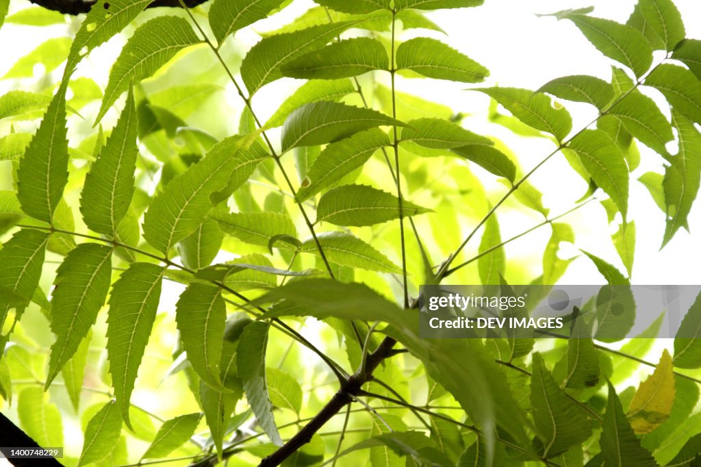 Close up of neem leaves