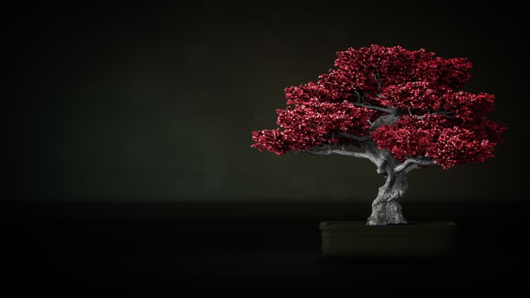 https://media.gettyimages.com/id/1400751630/video/bonsai-tree-with-red-leaves-and-slight-wind-with-free-place.jpg?b=1&s=640x640&k=20&c=AbjQxEHIxmbwpH3cho6cnLR7LJeUc62GPMyGDMR65O4=