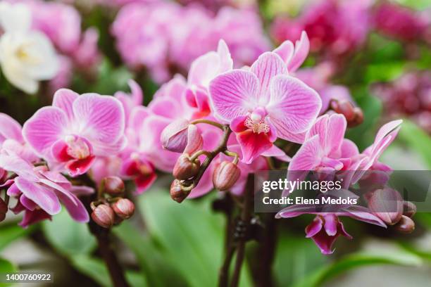 beautiful pink orchid flowers close up. selection of plants for decorating rooms. exotic flowers - orchid fotografías e imágenes de stock