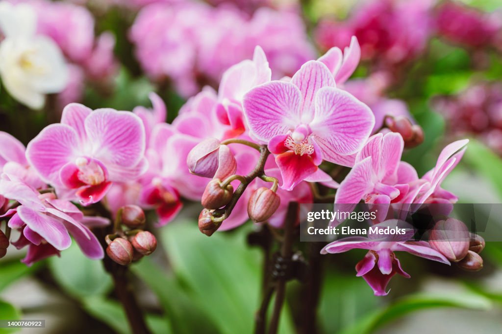 Beautiful pink orchid flowers close up. Selection of plants for decorating rooms. exotic flowers