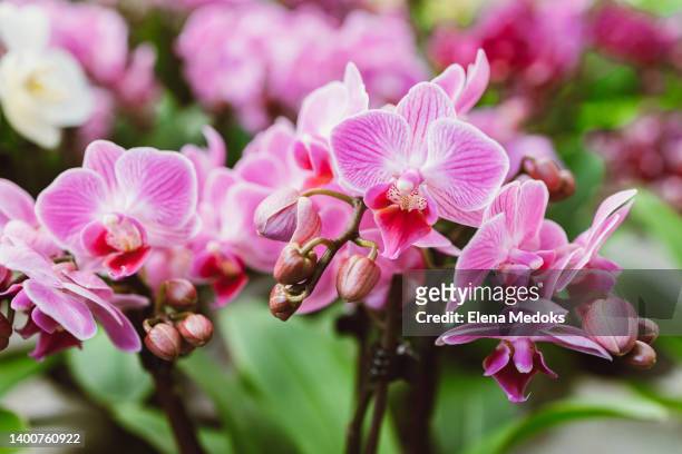 beautiful pink orchid flowers close up. selection of plants for decorating rooms. exotic flowers - orkidé bildbanksfoton och bilder
