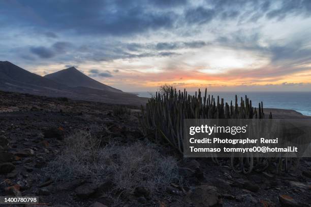 jandia peninsula mountains and wild cost of cofete beach with cactus in the foreground at sunset, fuerteventura , canarias. - lechuguilla cactus stock pictures, royalty-free photos & images